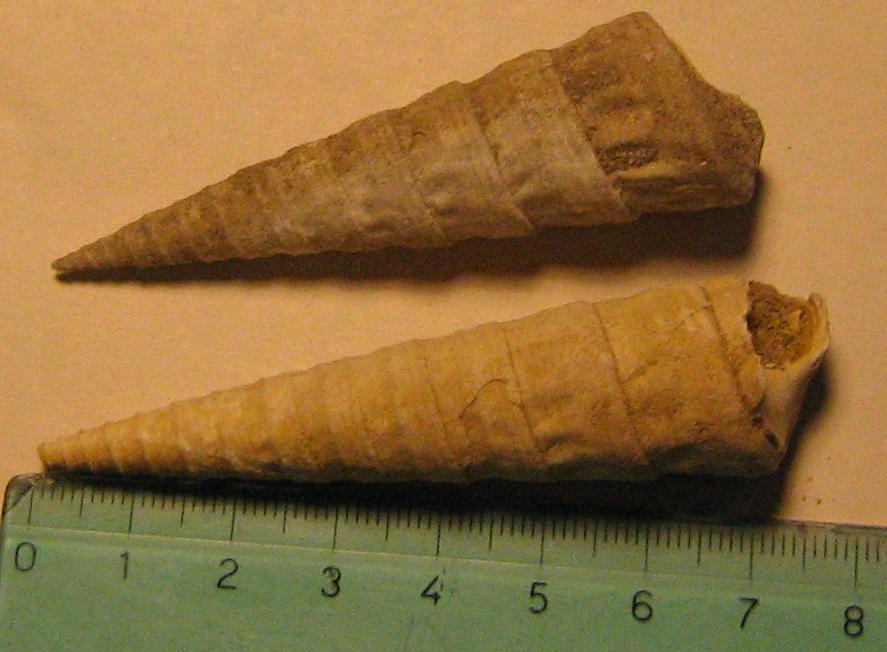 Turritella (Torculoidella) varicosa, Tortoniano - Pliocene